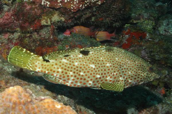 Epinephelus adscensionis